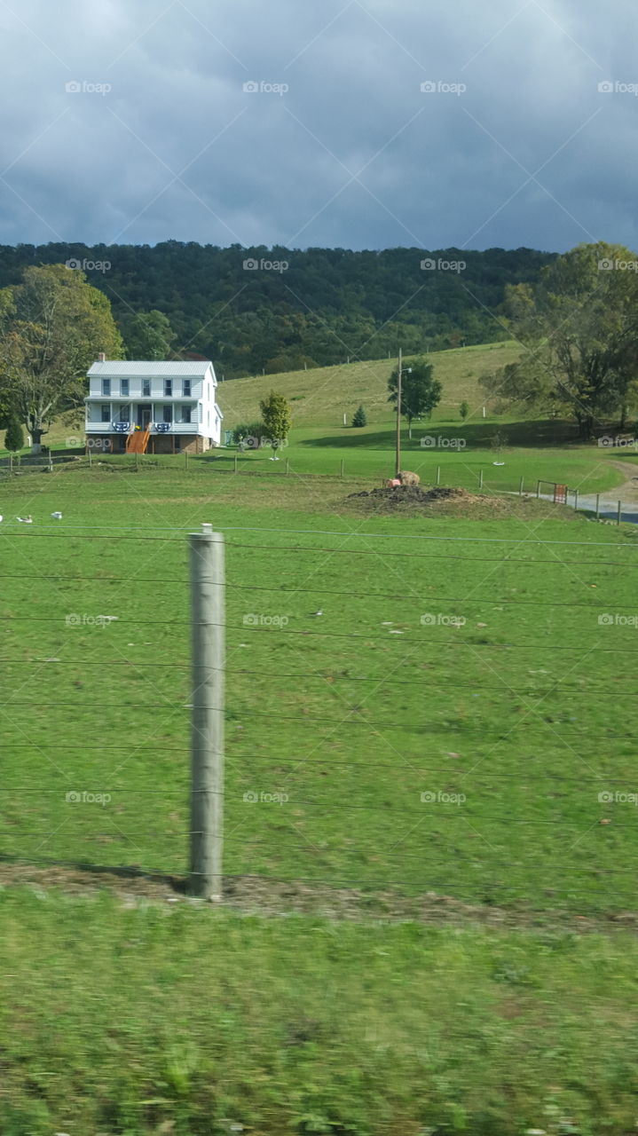 ducks on a farm