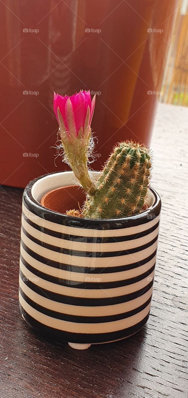 cactus flower