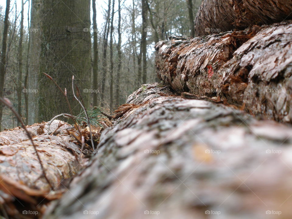 A stack of sawed down tree logs in a Dutch forest