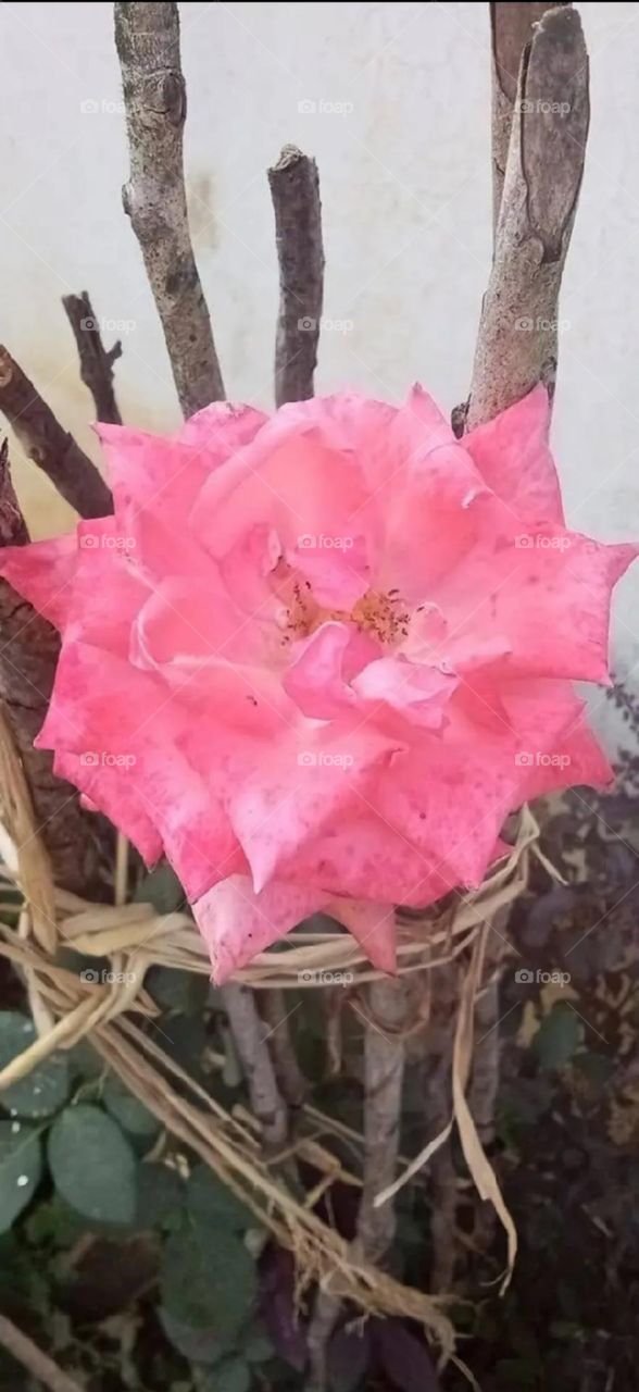 most beautiful and attractive flowers in the garden.