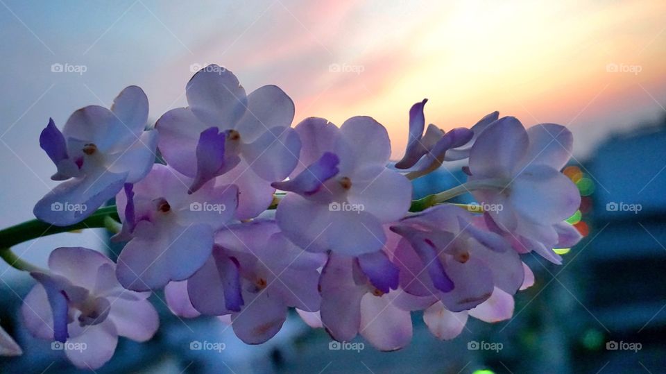 Beautiful Orchids with Sunset