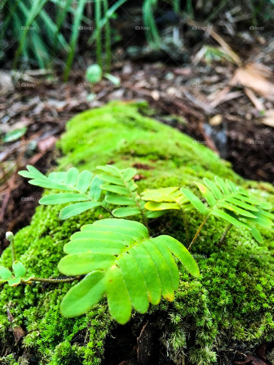 Firn in South Florida forest 