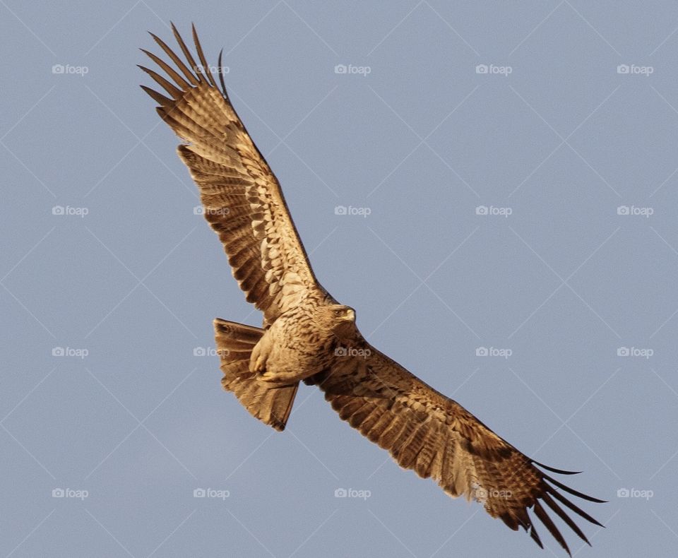 Eastern imperial eagle,i toke this picture in Tehran captal of iran.