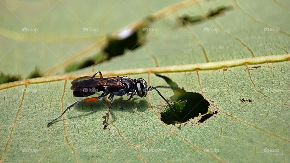 spider wasp looks amazed by the hole on a green leaf