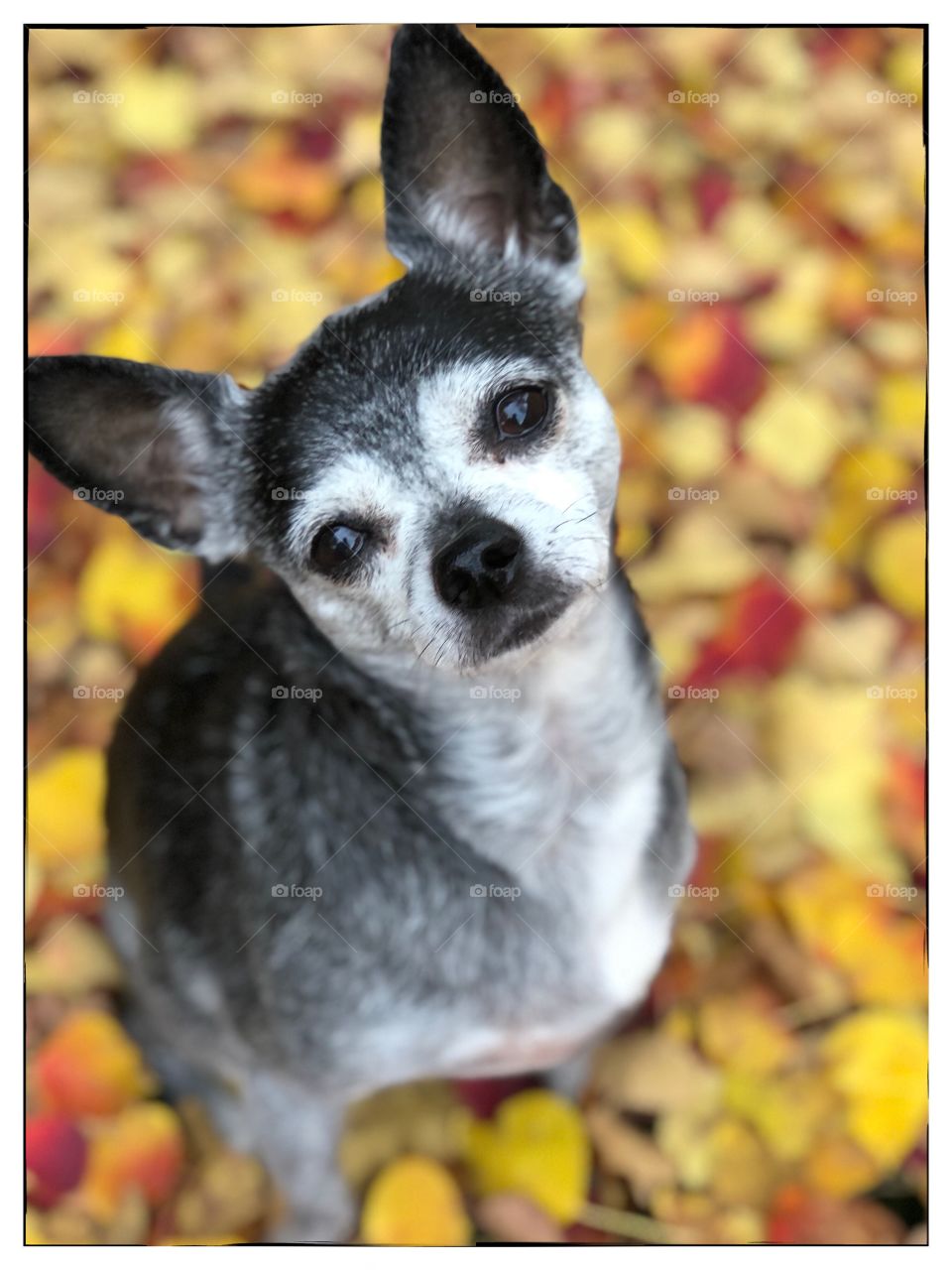 This is a cute capture of my chihuahua mix Cupcake. The beautiful array of bright fall leaves were the perfect background for this fun photo shoot. 