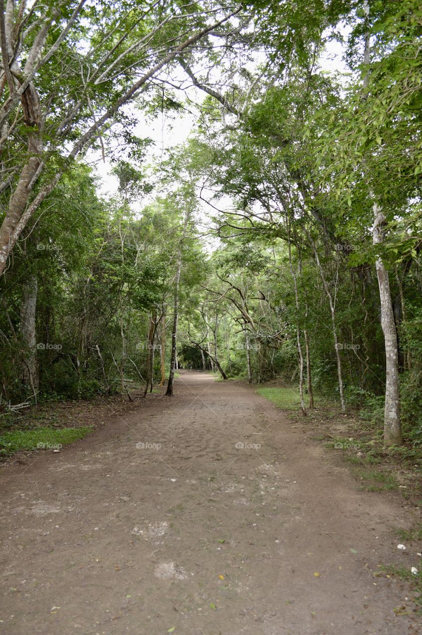 Walking through Mayan roads. Once was a bush road now a desolate pathway.