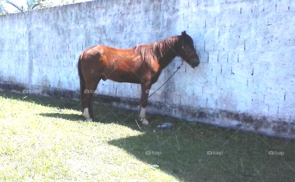 Horse Cavalo
