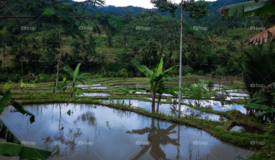 Rice fields in Sukabumi region, Indonesia 🇮🇩 