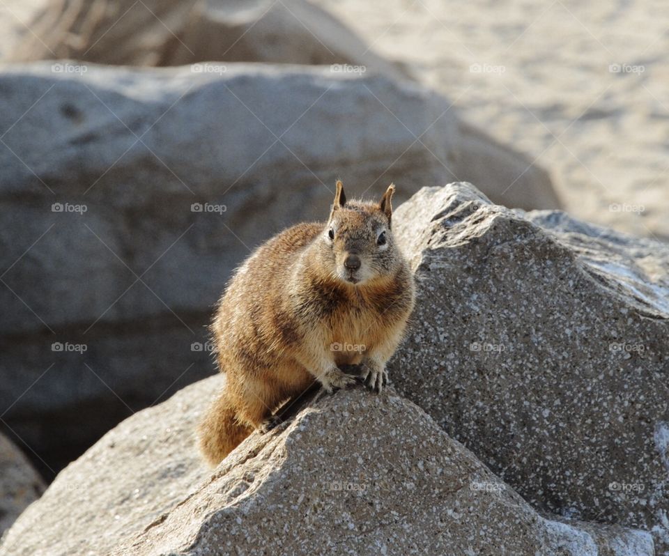 A ground squirrel on a rock