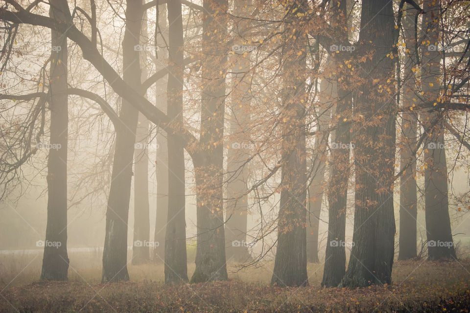 Autumn misty park at early morning 