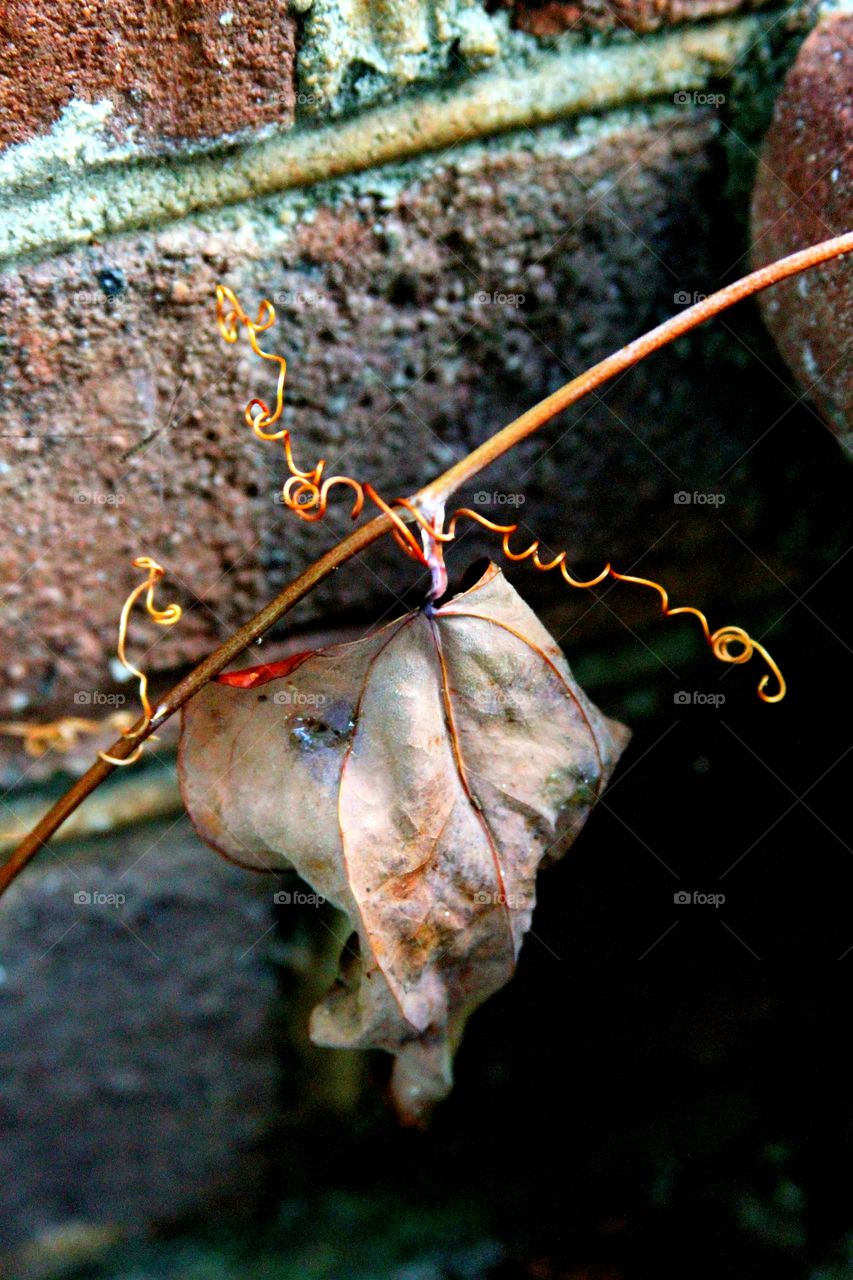 dried leaf on vine.  brick stairs.