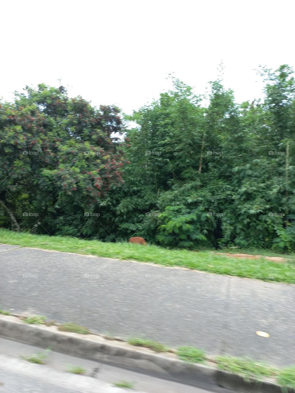 Paisagem natural. É o ambiente que apresenta apenas elementos da natureza. Elas diminuem a temperatura e, aí fica bem mais gostoso andar pelas ruas