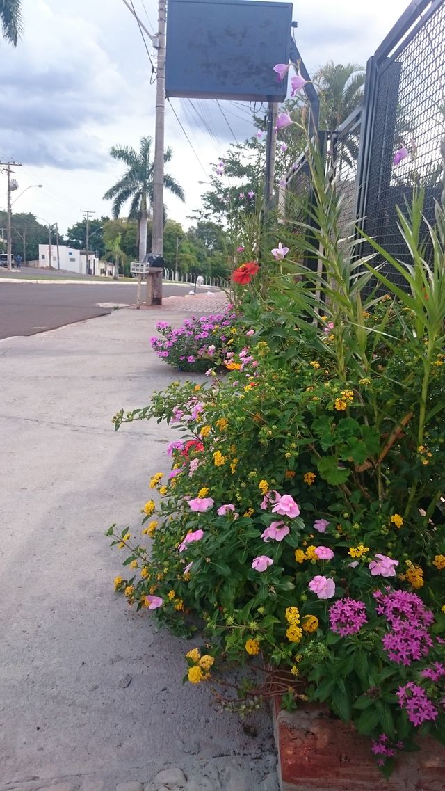 flores