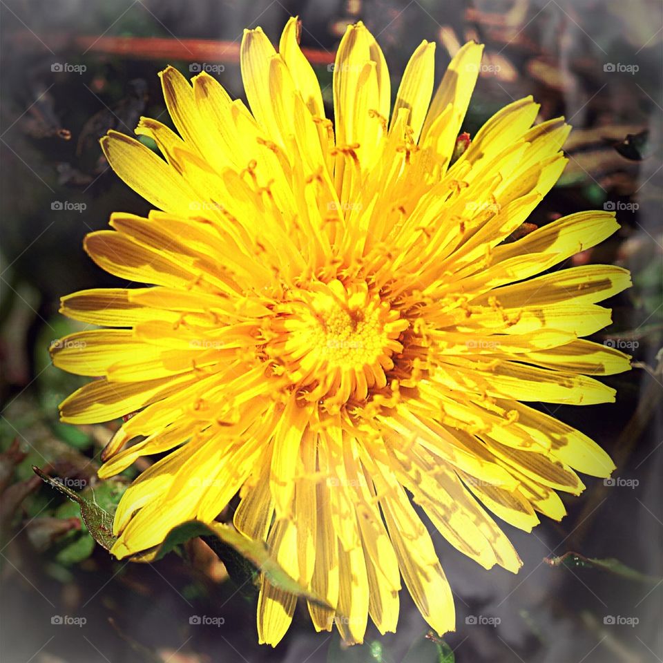 dandelion flower
