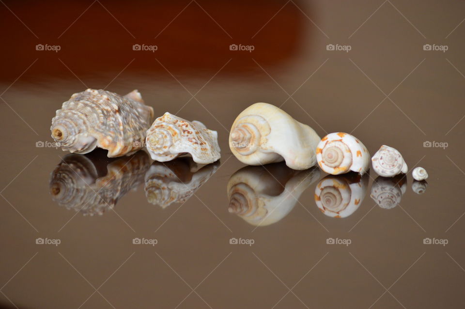 sea shell