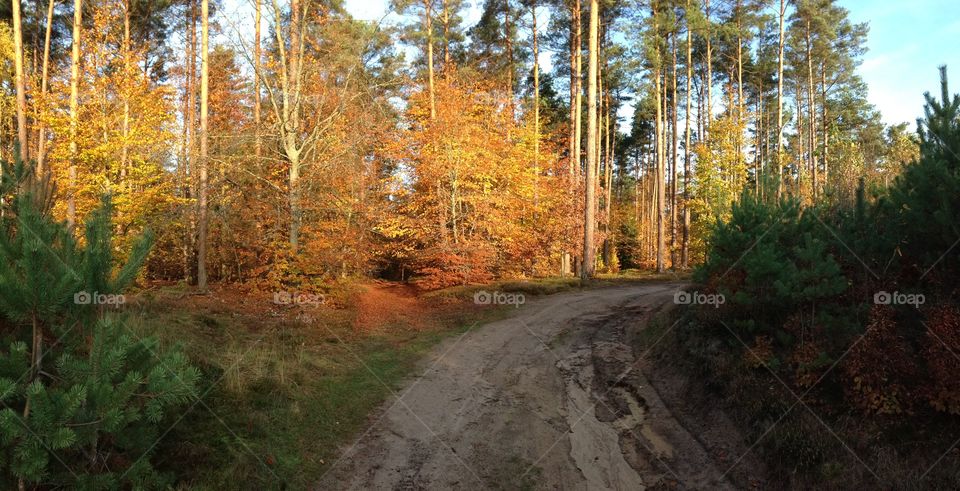 Koszalin Primeval Forest - Poland