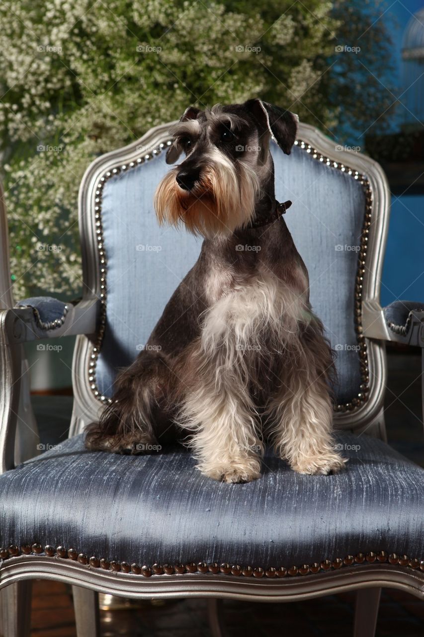 Fancy dog strikes a pose while seating in a luxury chair