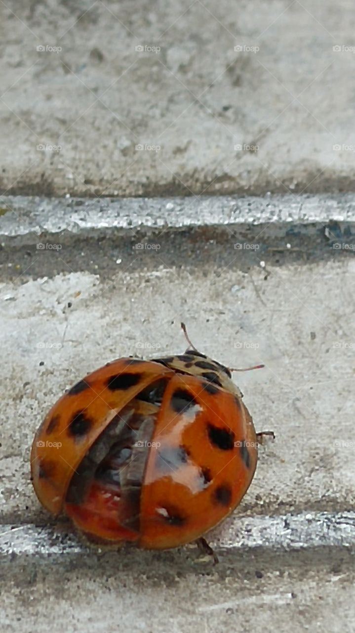 ladybird