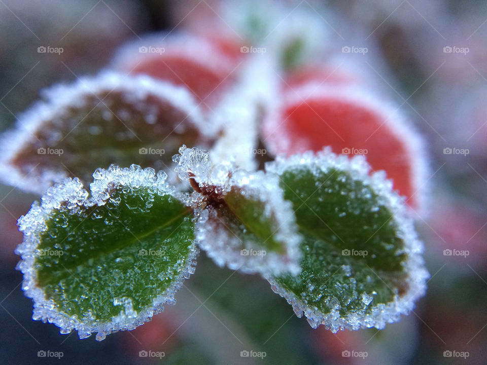 Heavy frost ... Winter’s coming 