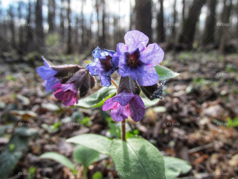 Spring. the first flowers bloom and the trees in the forest wake up. beautiful nature.