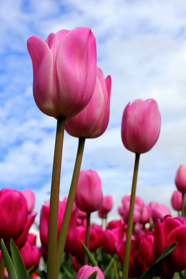tulip