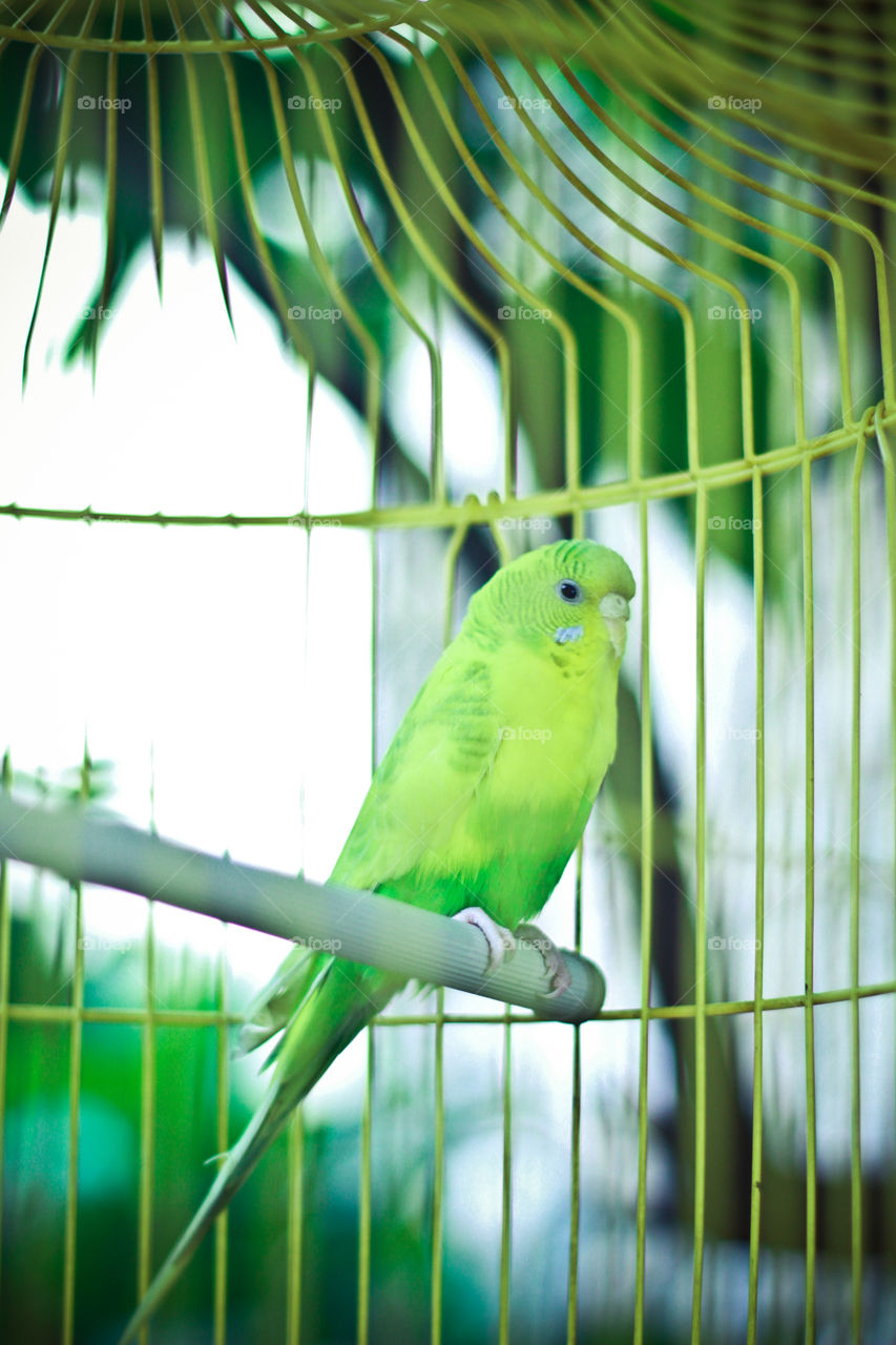 A green parrot in a cage