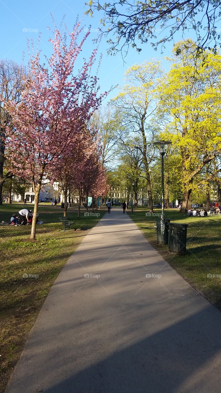 Summer time walk in the Park