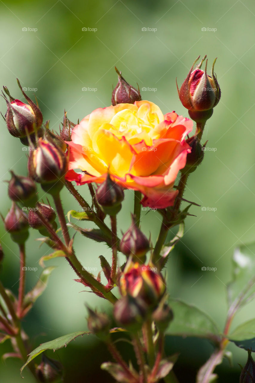 yellow pink bud rose by mikedyer