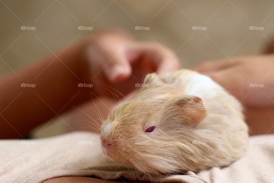 Guinea Pig 