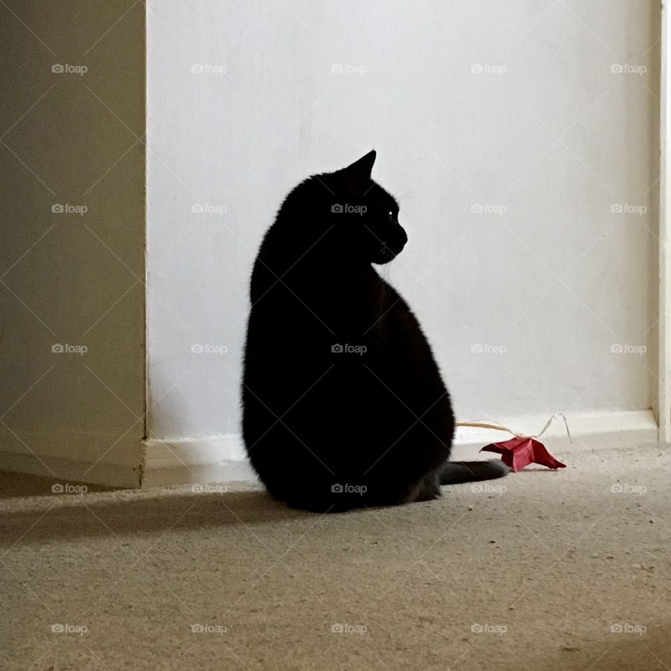 I’m not speaking to you, you are not my human, you may feed me and then leave. The side profile of her face is beautiful and the background helps for the detail to stand out. 