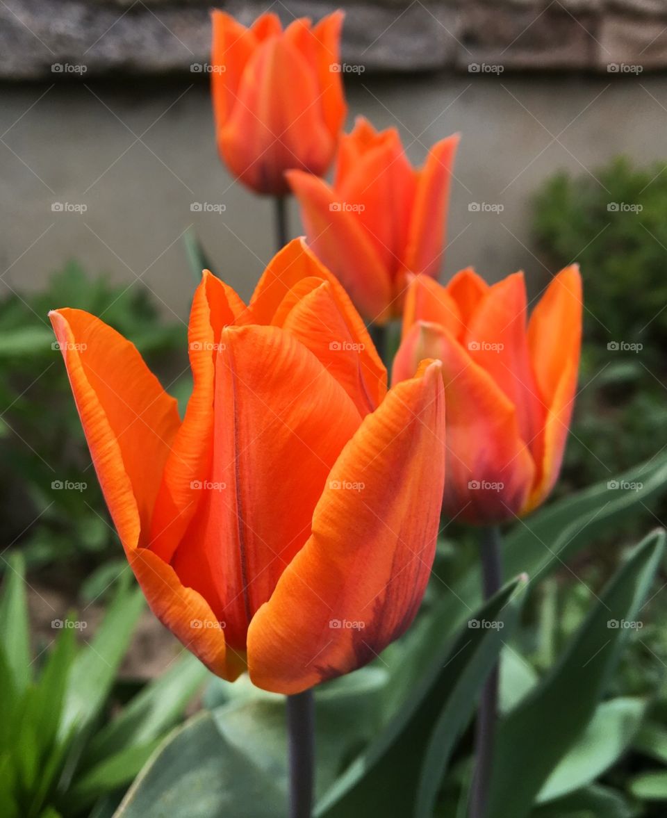 Bright orange tulips stand tall over greens against a wall. 