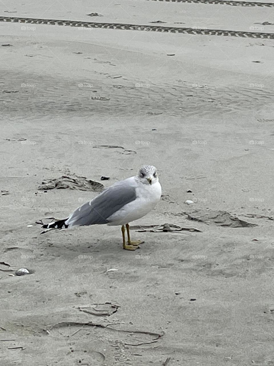 Seagull Watching