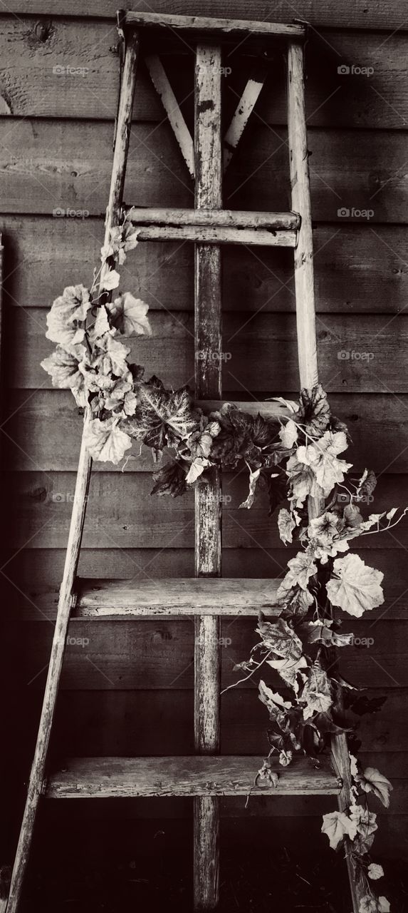 Black and white photo of a ladder with a vine growing on it—taken in New Era, Michigan 