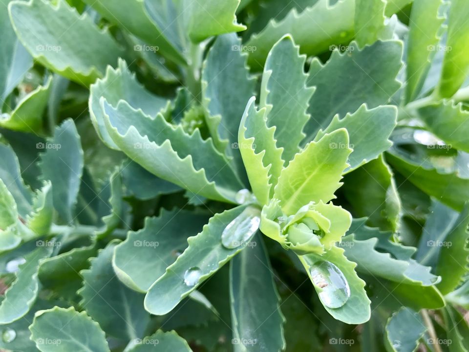 Raindrops on green leaves 