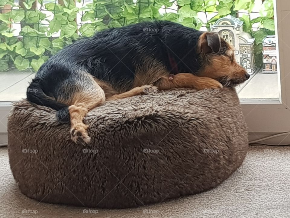 small terrier on cushion gazing out of the window