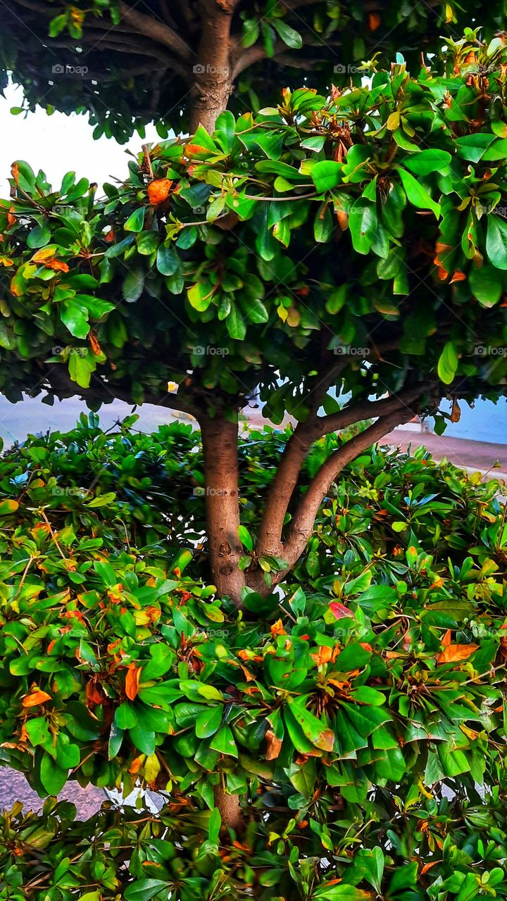 Green tree,colorful,landscape,leaf,leaves,green,tree,garden, gardening,nature,plant,blossom,blooming,summer,spring,autumn