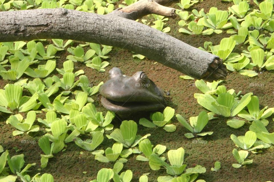 Metal frog sculpture in a pond