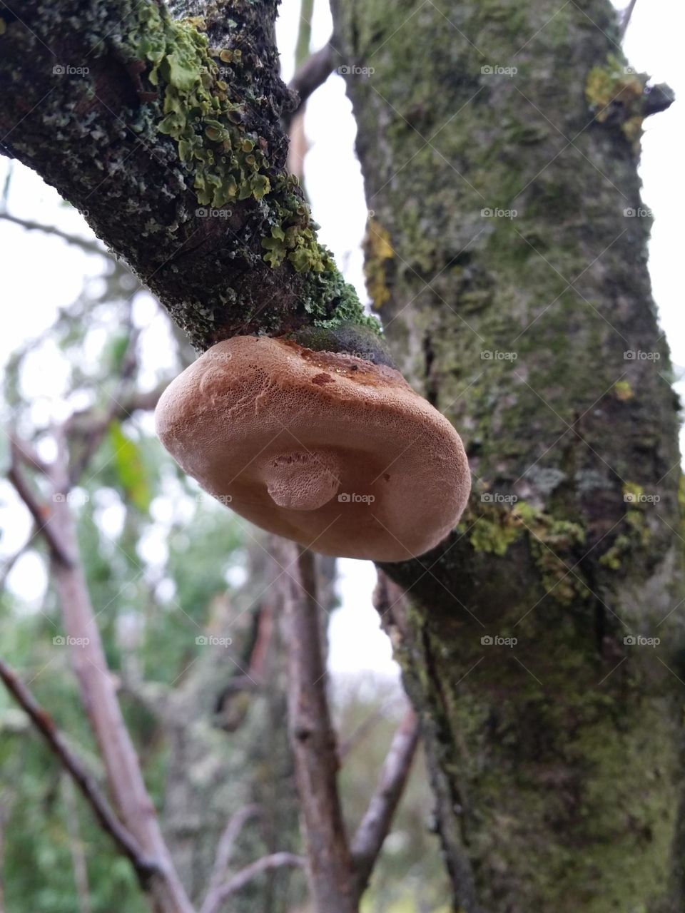 tinder false mushroom