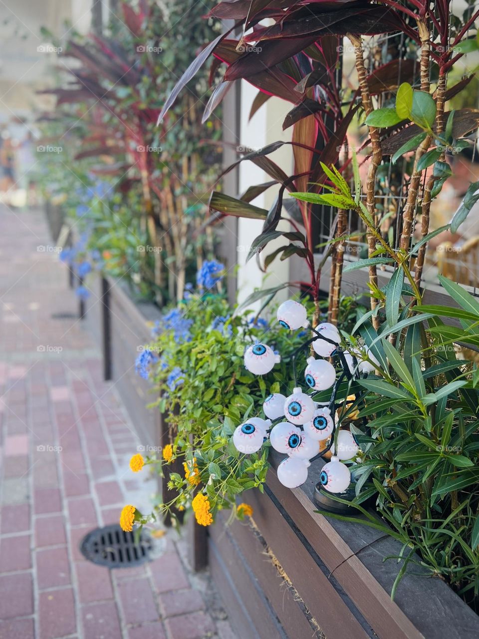 What an unusual plant - eyeball decorations provide a subtle hint of Halloween 