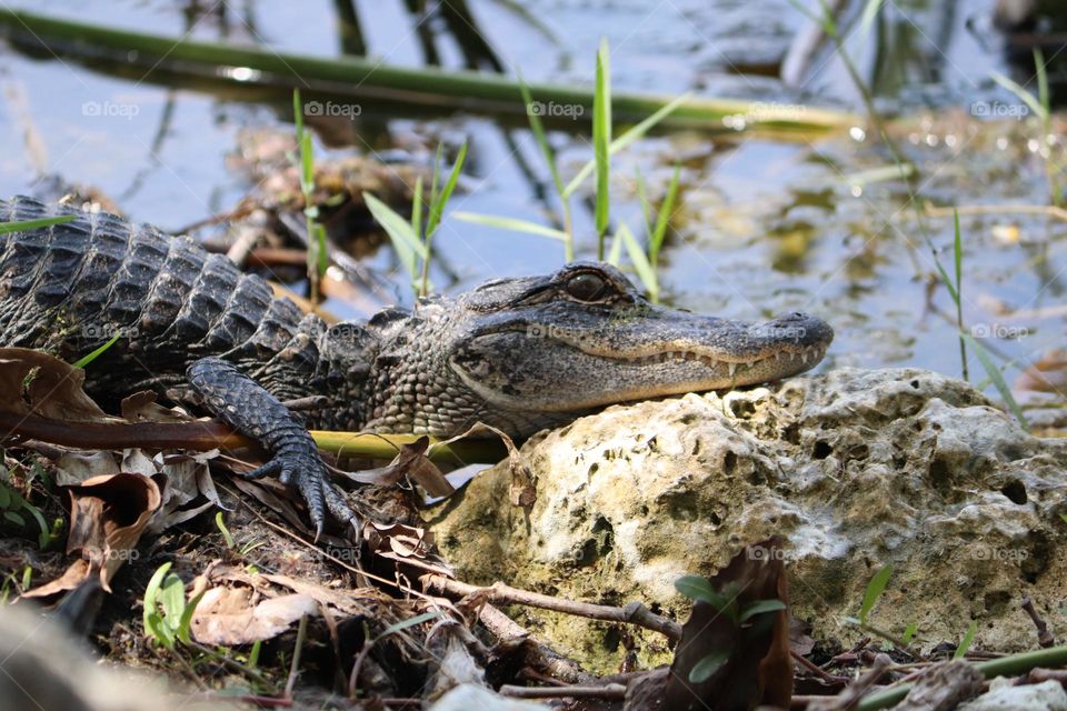 baby alligator