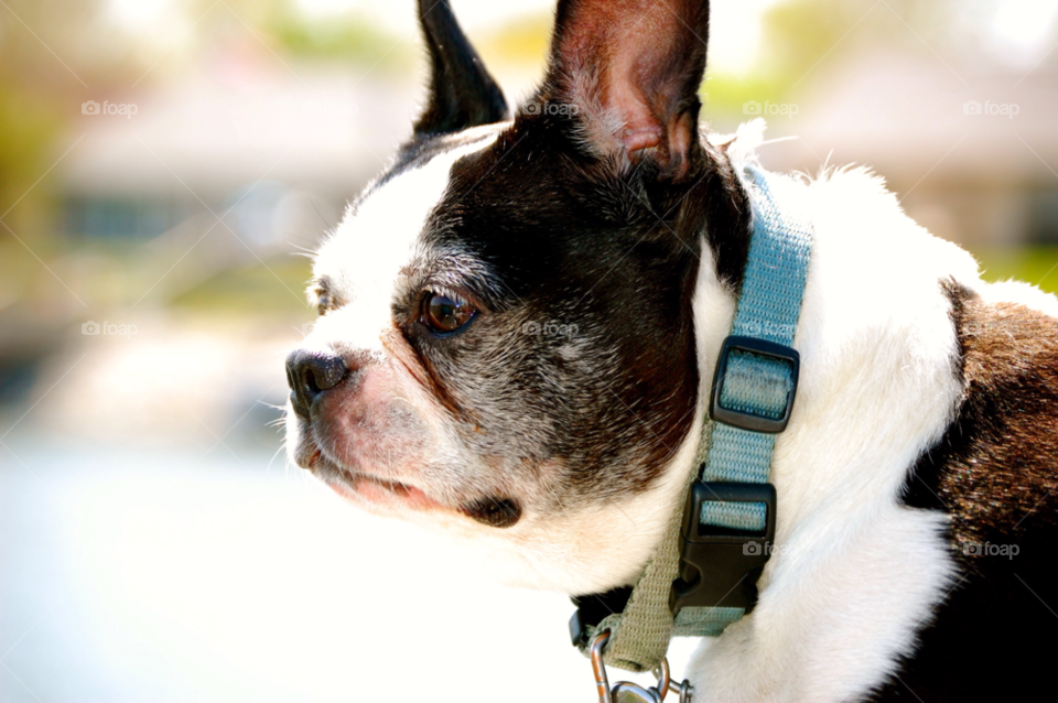 boston terrier by refocusphoto