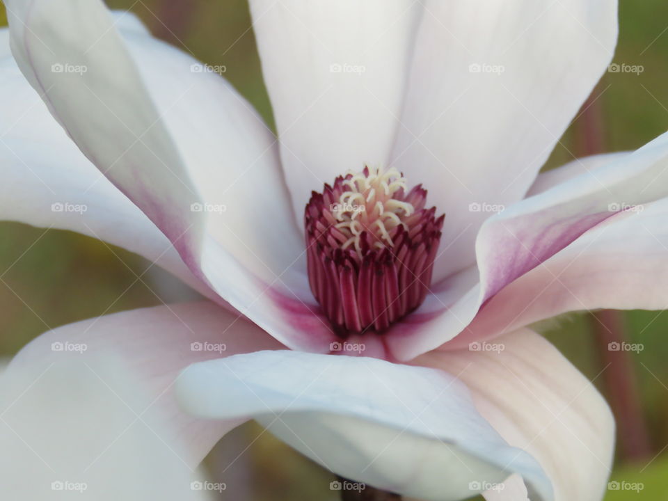 japanese magnolia