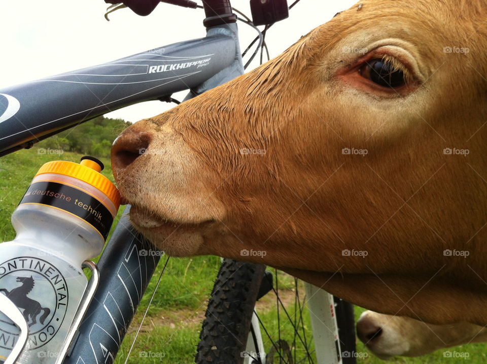 bicycle sweden mtb animals by metha