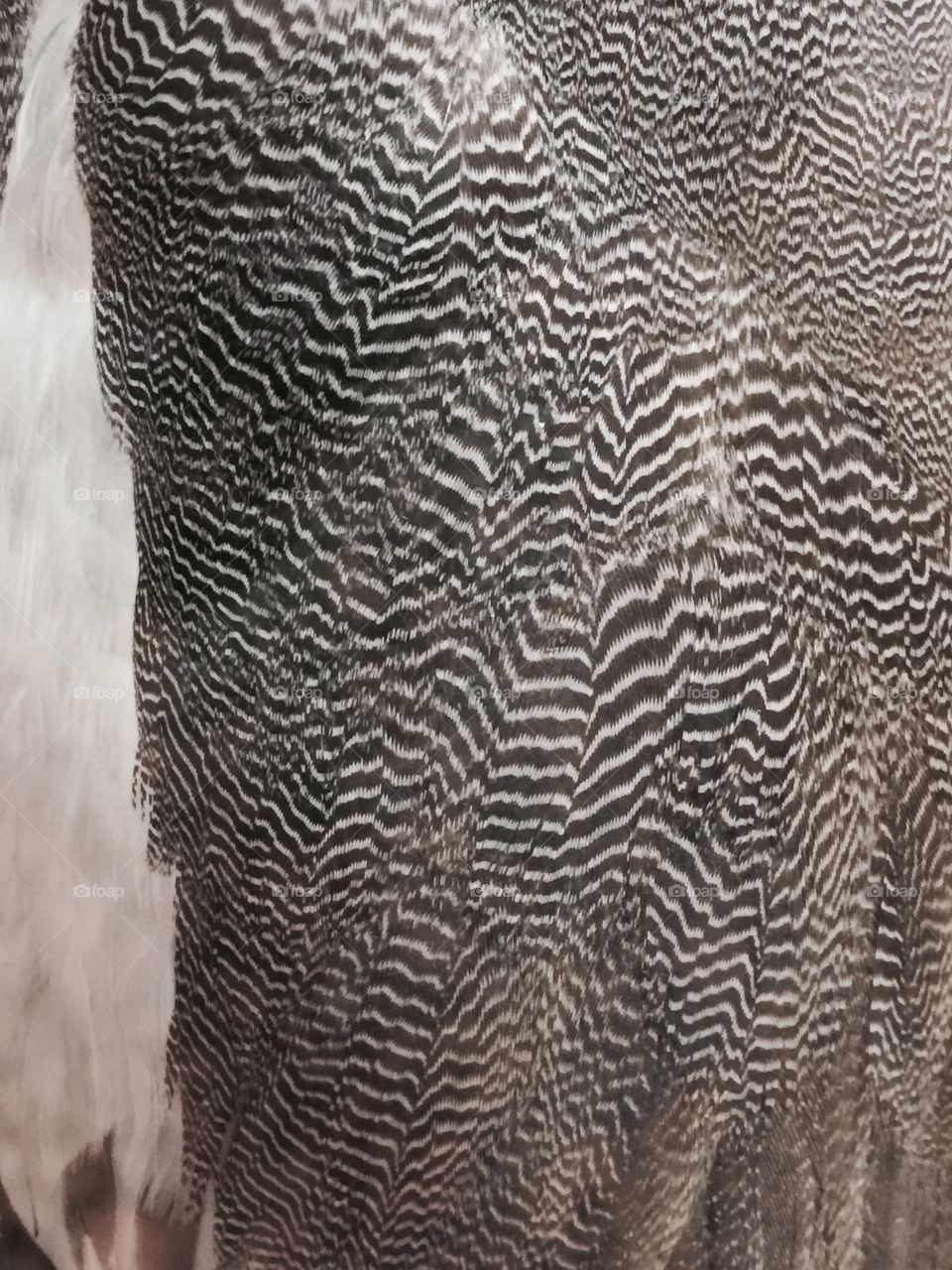 Feather Texture 