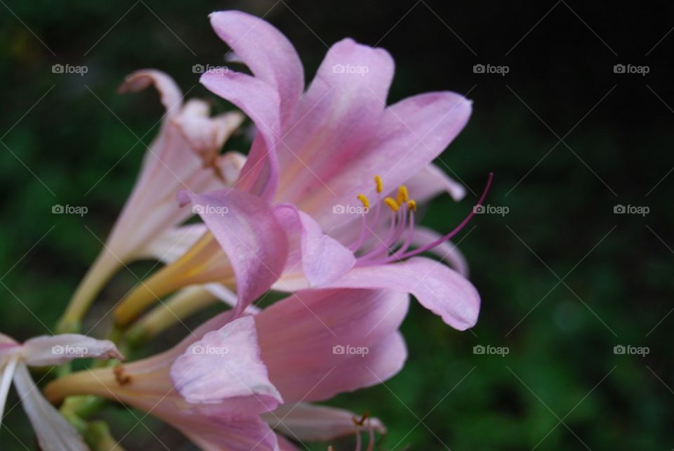 Daylily light pink flower