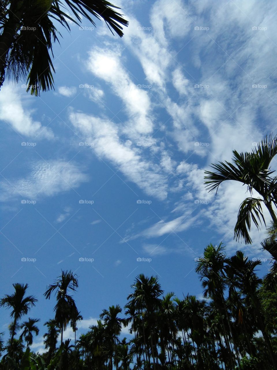 Palm tree sunny sky