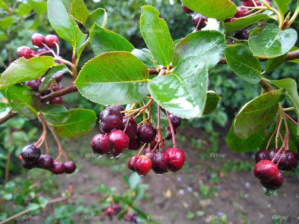 rain drops on the aronia