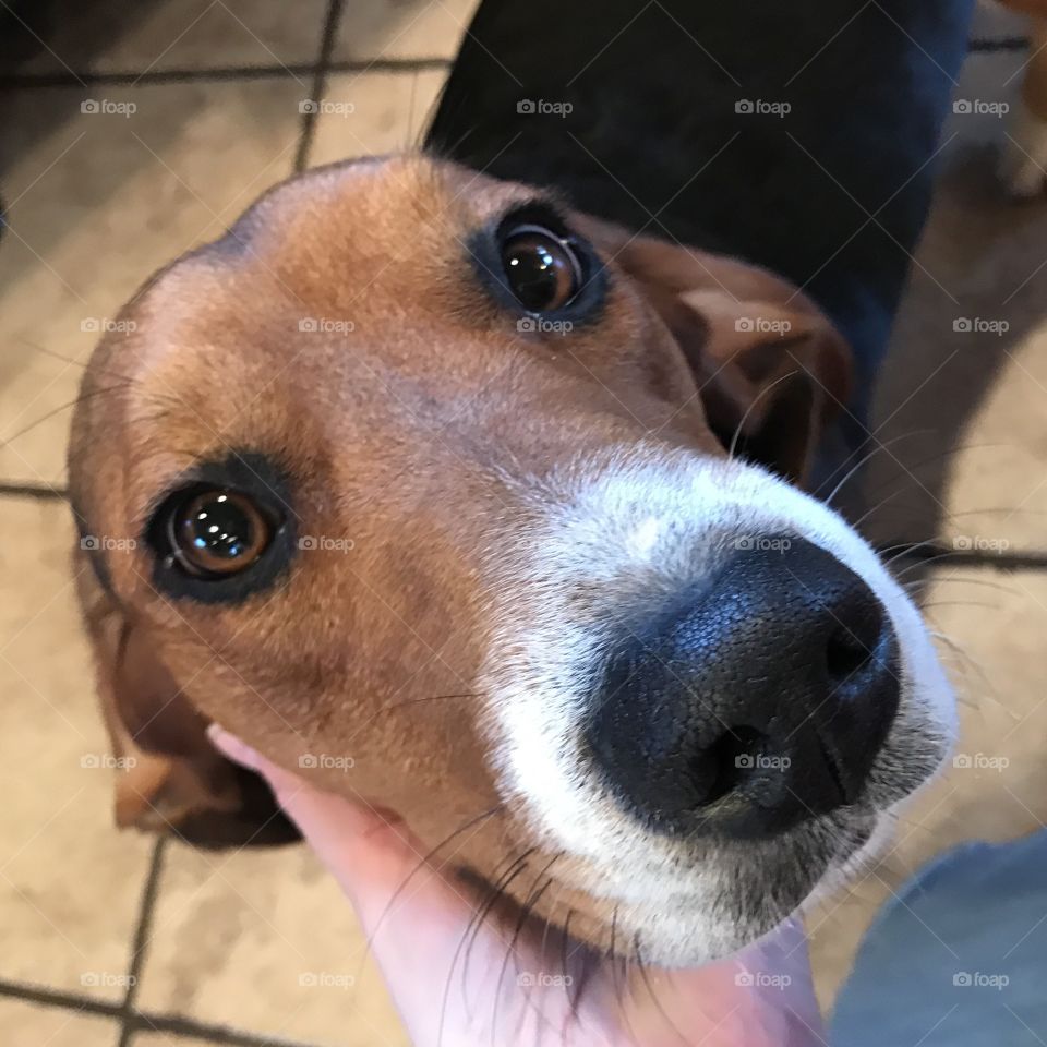Beagle Basset Hound mix breed closeup
