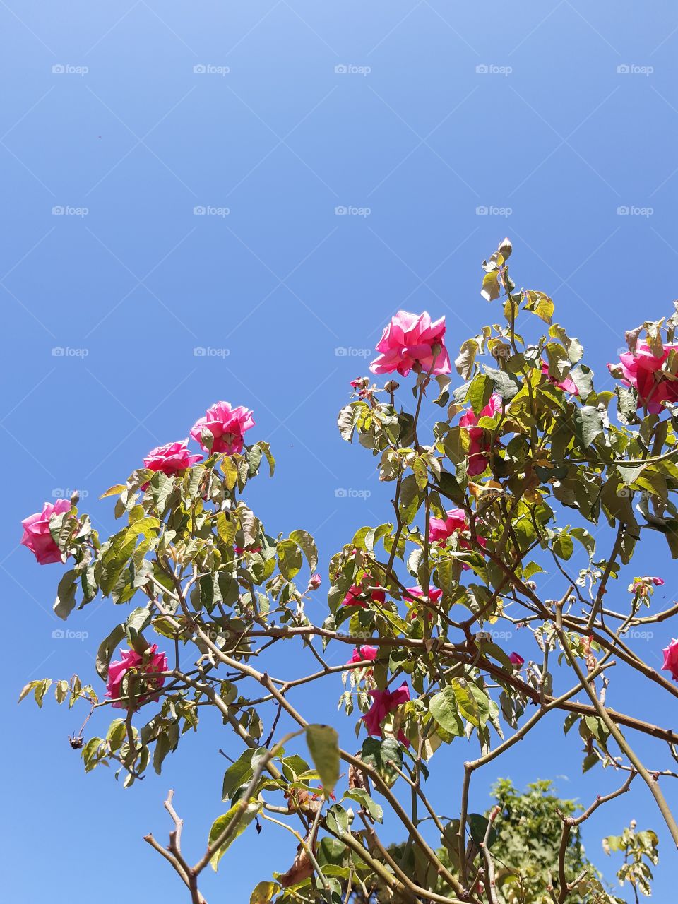 O azul do céu em contraste com a cor rosa da rosa que a Rosa plantou, beleza em tudo.