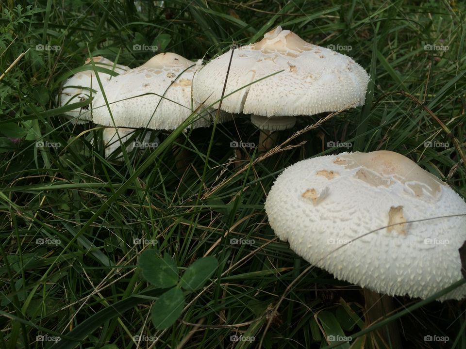 Nature - Mushrooms